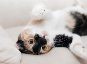 9 raisons pour lesquelles votre chat n arrête pas de miauler sur vous