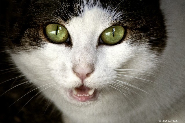 9 raisons pour lesquelles votre chat n arrête pas de miauler sur vous
