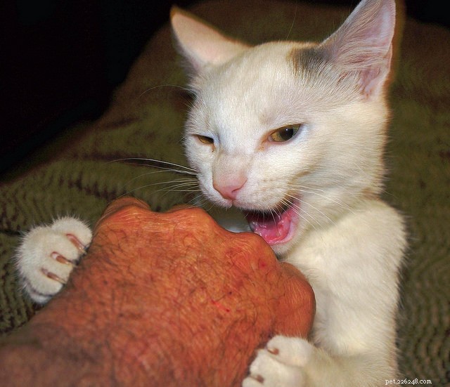 15 comportamenti dei gatti che tutti i proprietari di gatti devono capire