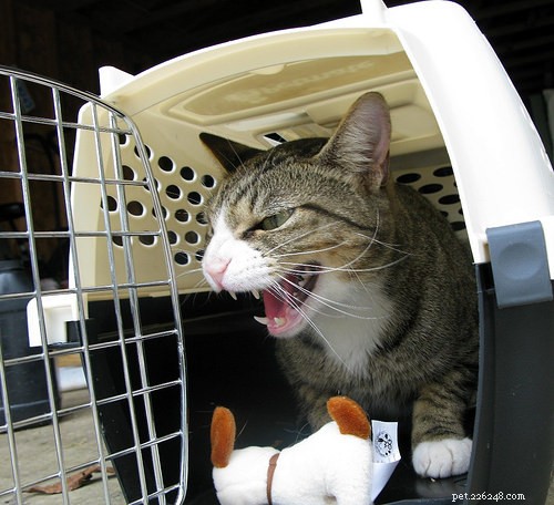 15 chování koček, kterým musí všichni majitelé koček rozumět
