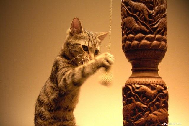 15 kattengedrag dat alle katteneigenaren moeten begrijpen