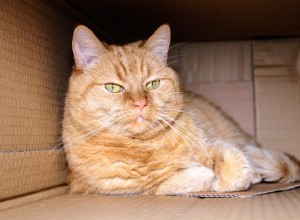 獣医に尋ねる：なぜ猫は箱が好きなのですか？ 