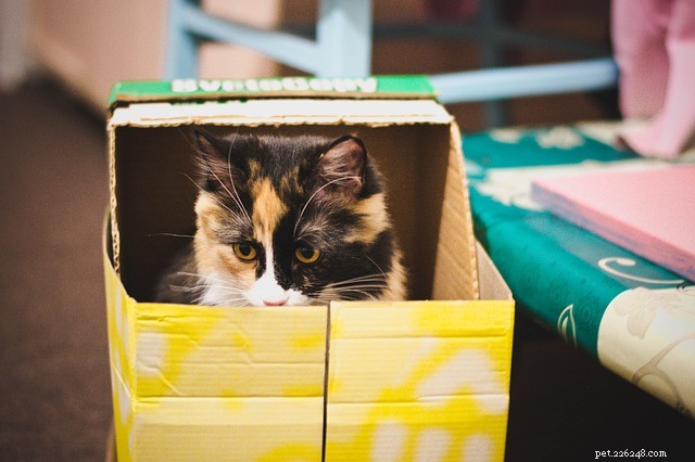 Спросите ветеринара:почему кошки любят коробки?