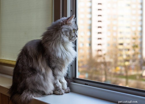 5 raisons pour lesquelles votre chat peut miauler