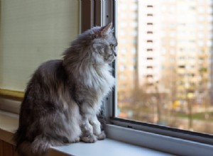 5 причин, по которым ваша кошка может мяукать