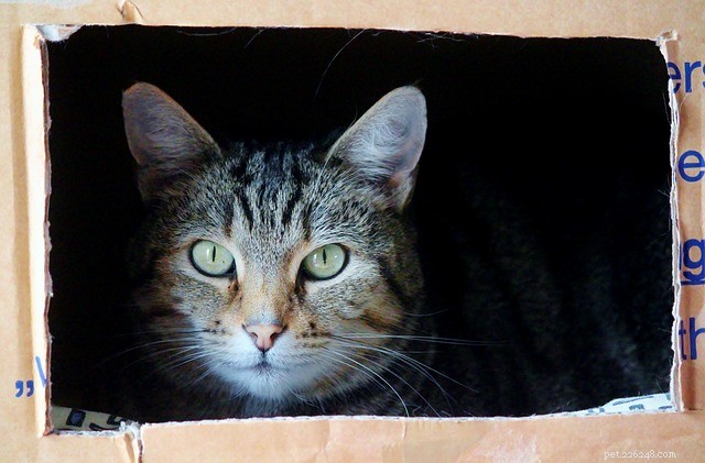Zeptejte se veterináře:Proč kočky milují krabice?