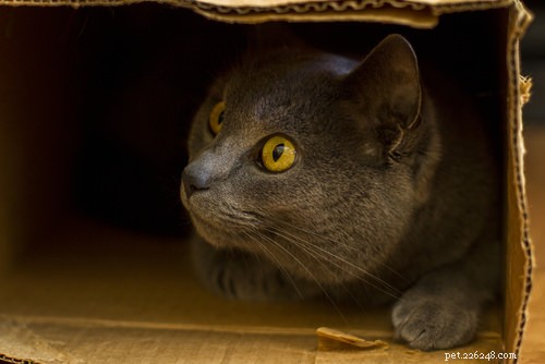 5 raisons pour lesquelles votre chat peut miauler