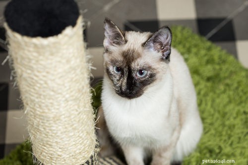6 советов, как уберечь кошку от царапин на мебели