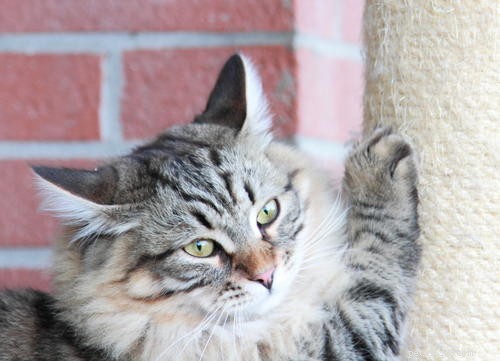 6 consigli per impedire al gatto di graffiare i mobili
