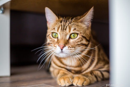 Demandez à un vétérinaire :mon chat est-il en colère contre moi lorsqu il fait pipi sur mes affaires ?