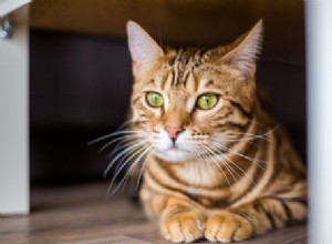 獣医に尋ねる：猫が私のものをおしっこするとき、私の猫は私に腹を立てていますか？