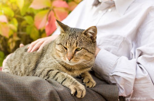 9 признаков того, что вашей кошке может быть больно