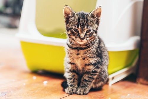 9 признаков того, что вашей кошке может быть больно