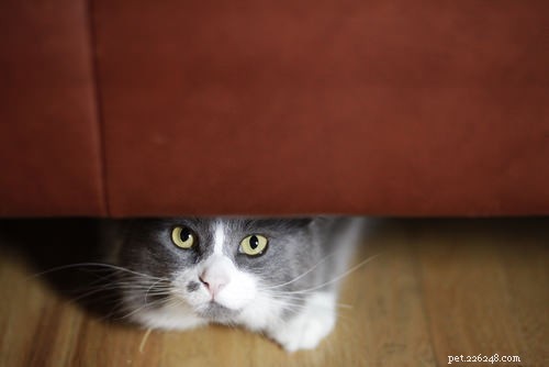 9 sinais de que seu gato é inseguro