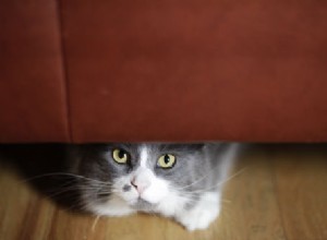 9あなたの猫が安全でない兆候 