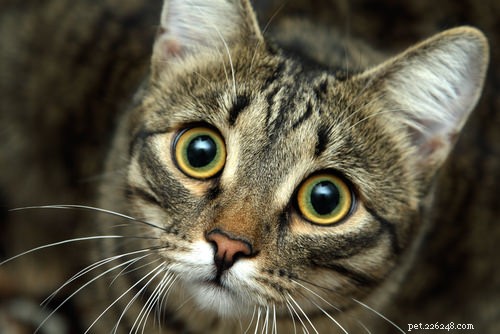 9 признаков того, что ваша кошка не уверена в себе