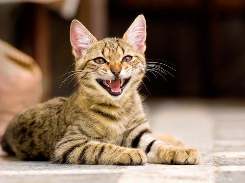 9 tekenen dat uw kat onzeker is