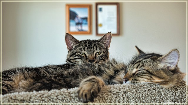 6 façons de garder la paix dans un foyer multi-chats
