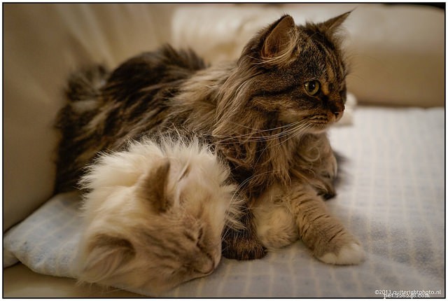 6 façons de garder la paix dans un foyer multi-chats