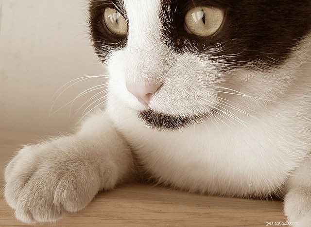 7 comportamenti strani dei gatti, finalmente spiegati