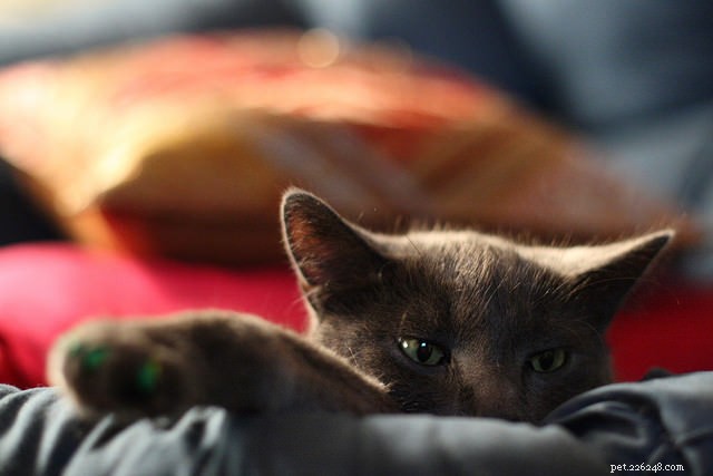 7 comportamentos estranhos de gatos, finalmente explicados