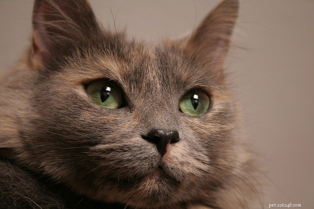 5 причин, по которым мы любим, любим, любим пожилых кошек!