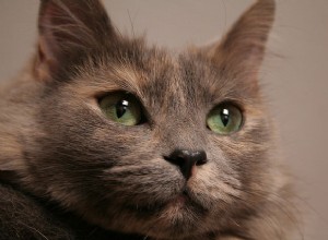 5 raisons pour lesquelles nous aimons, aimons, aimons les chats âgés !