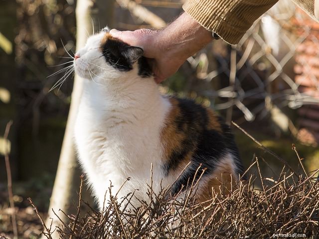 Nieuwe studie toont aan dat geknuffelde katten gezonder zijn!