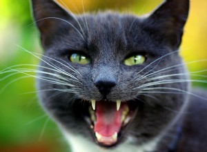 Voici les raisons derrière ces 6 bruits de chat courants