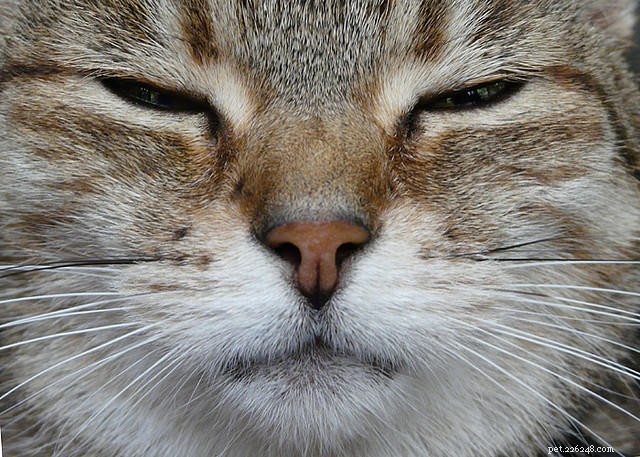 Вот причины этих 6 распространенных кошачьих шумов