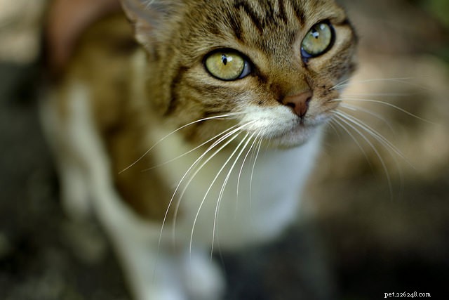 Kattenbakproblemen versus territoriale markering:decodeer het stinkende probleem van uw kat