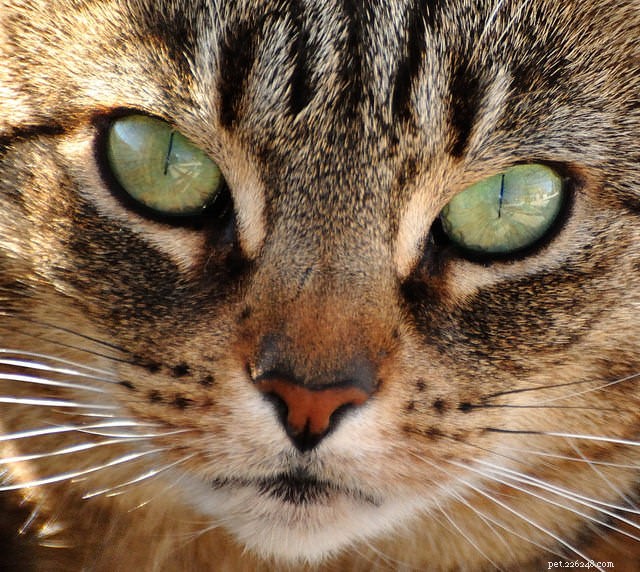 Problemas com a caixa de areia x marcação territorial:decodifique o problema do mau cheiro do seu gato