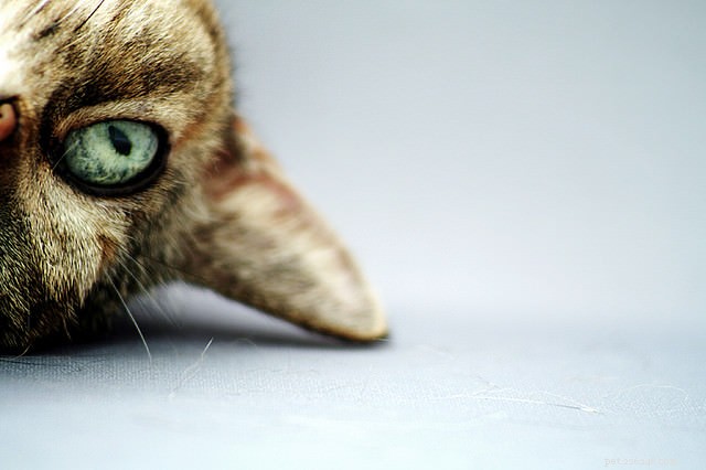 Проблемы с лотком и территориальная маркировка:расшифруйте проблему неприятного запаха у вашей кошки