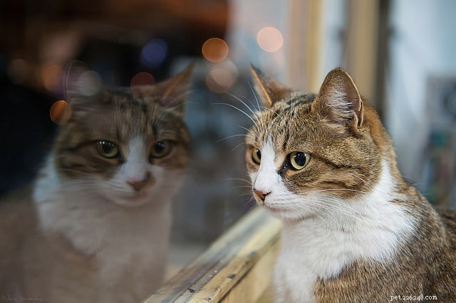 Проблемы с лотком и территориальная маркировка:расшифруйте проблему неприятного запаха у вашей кошки