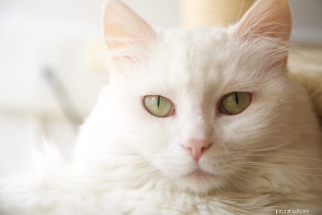 9 Spiegazione dei comportamenti più comuni dei gattini cattivi
