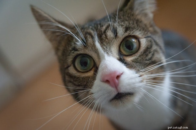 9 comportamentos mais comuns de gatinhos maus explicados