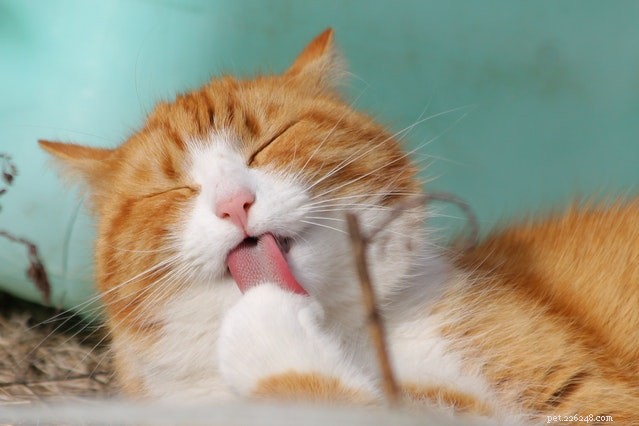 9가지 가장 일반적인 나쁜 고양이 행동 설명