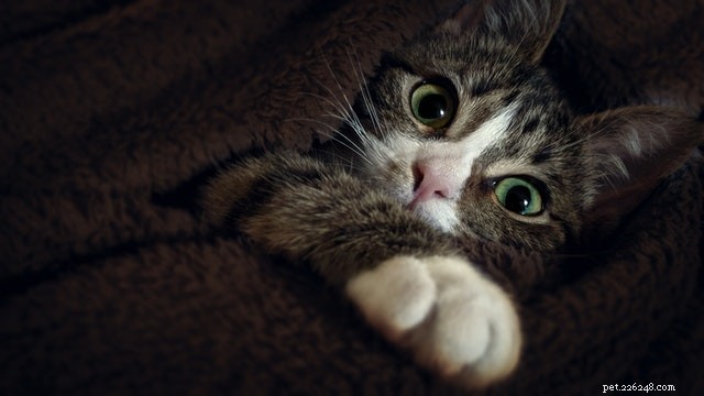 9 Vanligaste Bad Kitty-beteenden förklaras