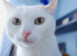 Si votre chat pouvait parler, voici ce qu il voudrait que vous sachiez…