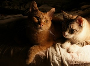 Les chats peuvent-ils vraiment voir dans le noir ? Nous mettons en lumière ce mythe