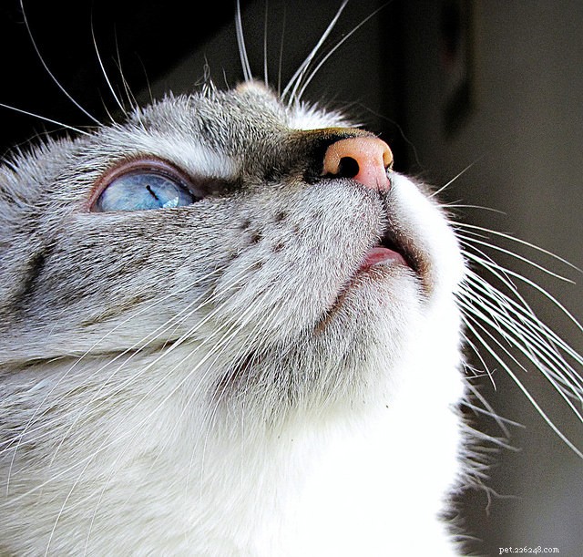 고양이의 오감이 당신의 감각과 어떻게 비교됩니까?