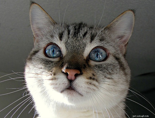 Como os cinco sentidos do seu gato se comparam aos seus?