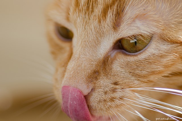 Come si confrontano i cinque sensi del tuo gatto con i tuoi?