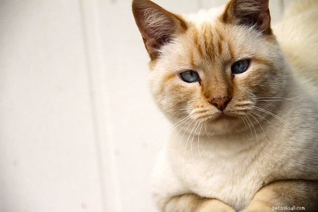 Кошки умеют скрывать боль и болезни. Но почему?