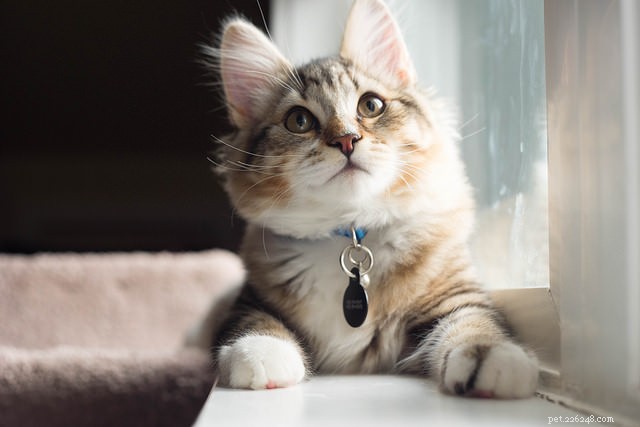 I 7 motivi principali per cui i gatti evitano la lettiera