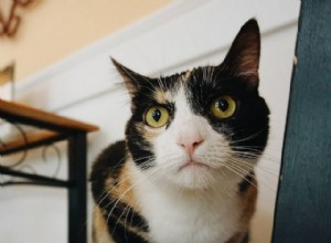 Les 7 principales raisons pour lesquelles les chats évitent la litière