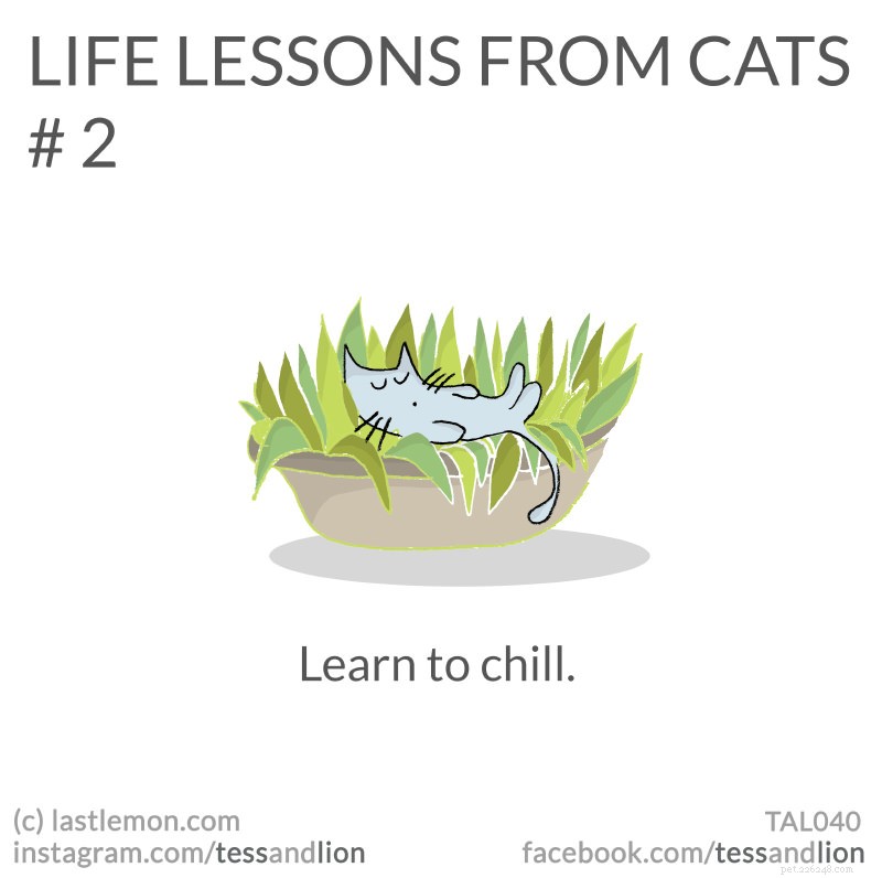 21 lições de vida divertidas, fofas e perspicazes de gatos