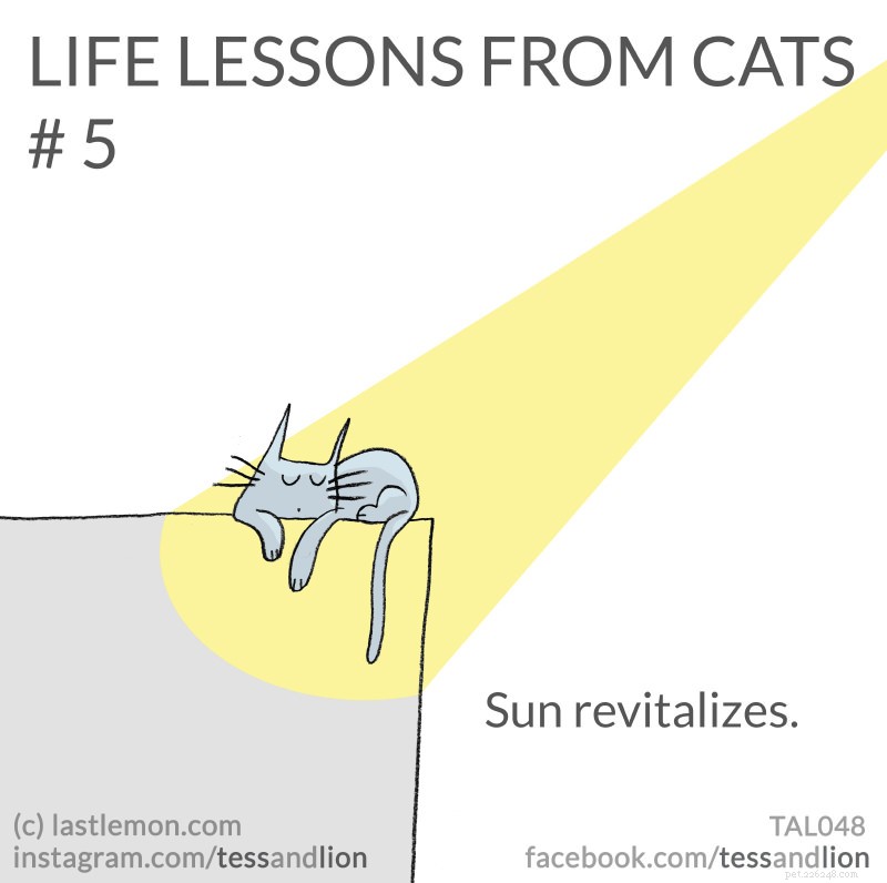 고양이의 재미있고 귀엽고 통찰력 있는 생활 교훈 21개
