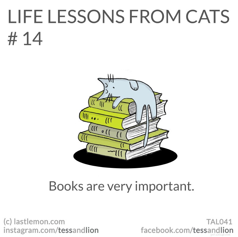 21 lezioni di vita divertenti, carine e perspicaci dai gatti