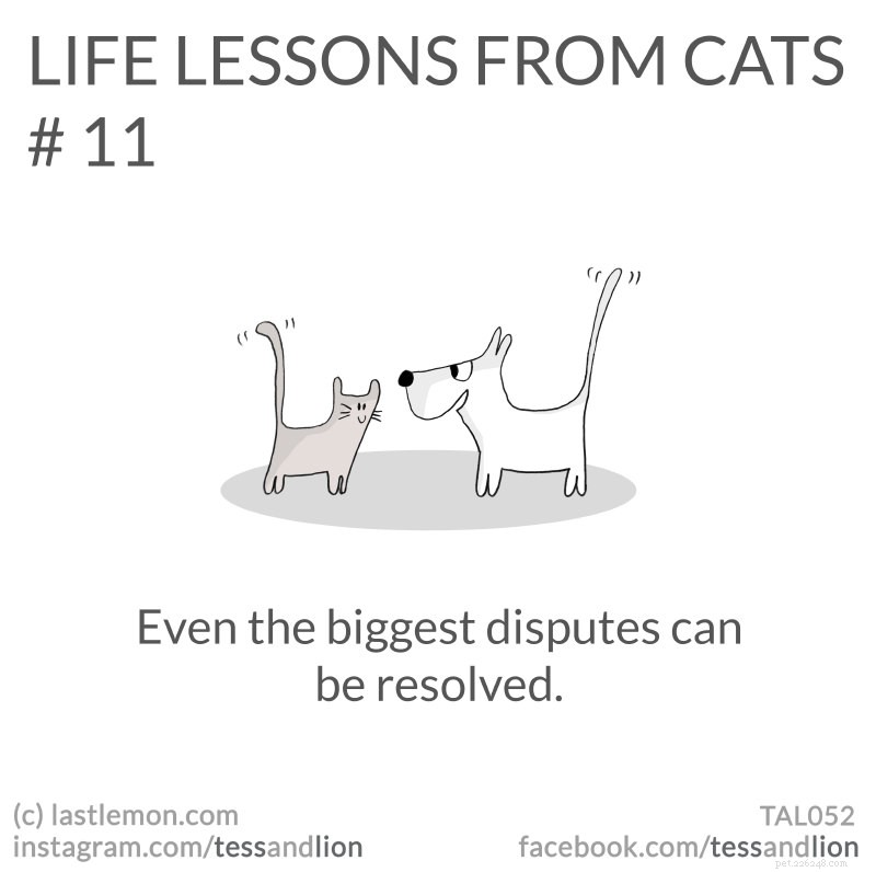 21 leçons de vie hilarantes, mignonnes et perspicaces avec des chats